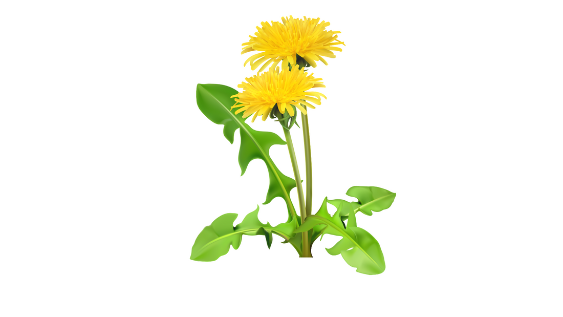 Dandelion tea