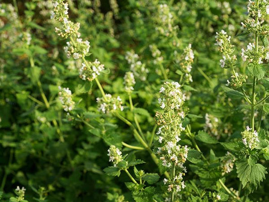 Catnip Tea
