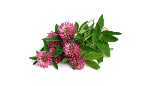 Red Clover