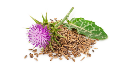 Milk Thistle