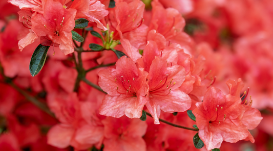 Sweetea Rhododendron Tea