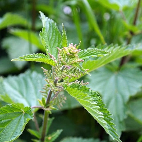 Stinging Nettle | Nettle Tea | Nutritious Tea | Sweetea Blog